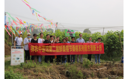 桑椹滿枝頭，采摘正當(dāng)時- 神農(nóng)中醫(yī)館鮮桑椹合作基地采摘紀(jì)實